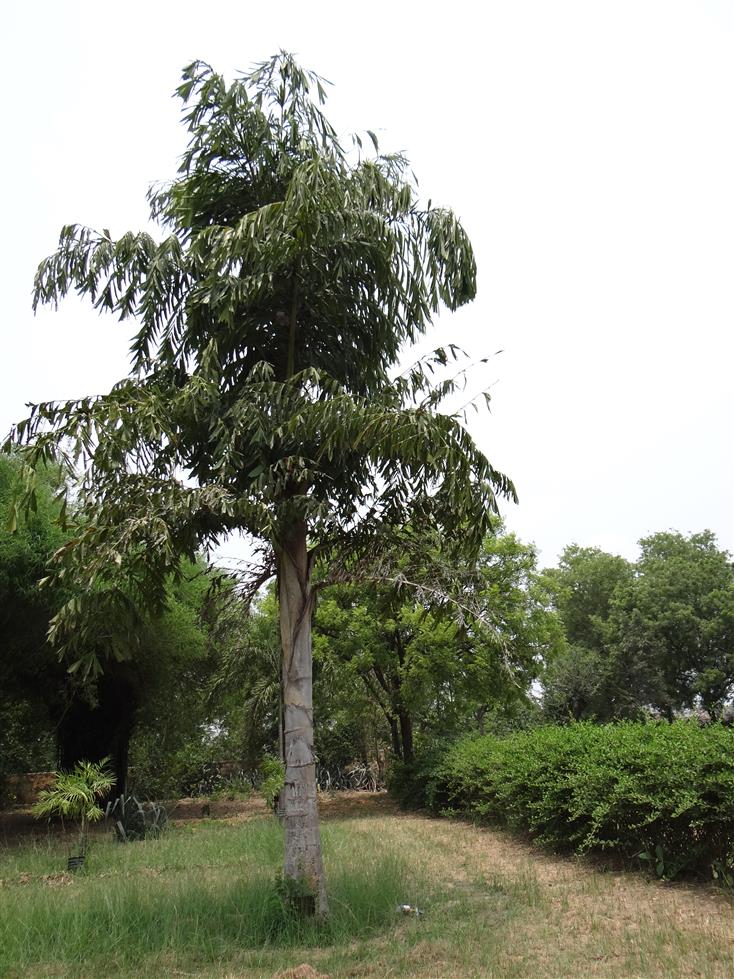 Caryota urens